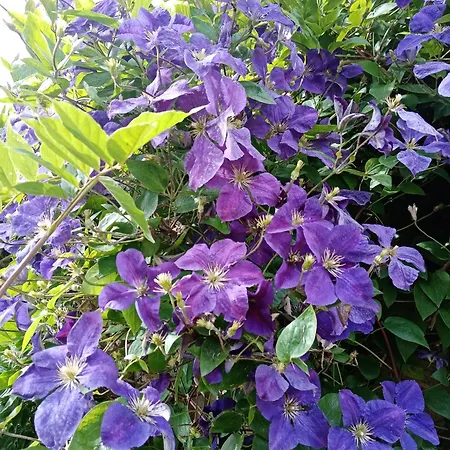 Rose Garden 3* 바이외