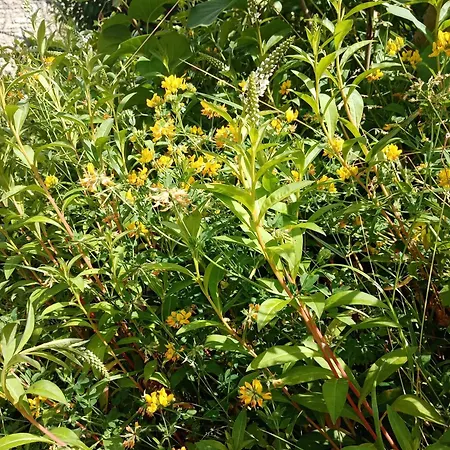 Rose Garden 3* 바이외