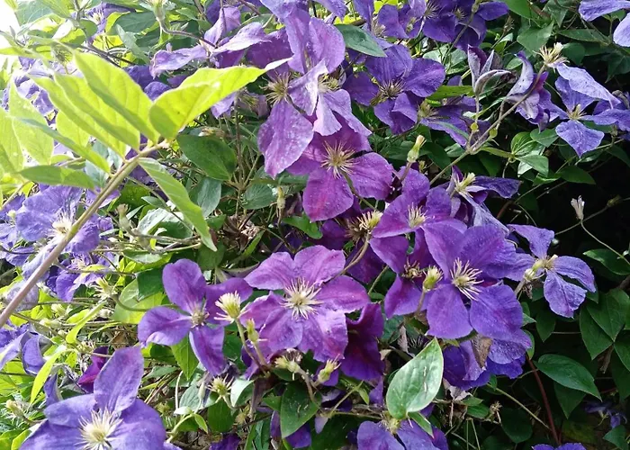 Rose Garden 3* Bayeux