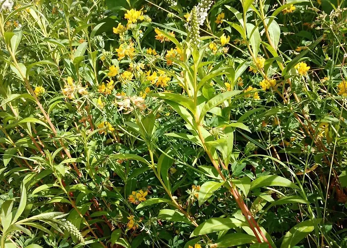 Rose Garden 3* Bayeux