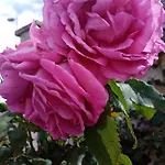 Bed and Breakfast Rose Garden