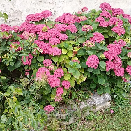 Rose Garden Bayeux