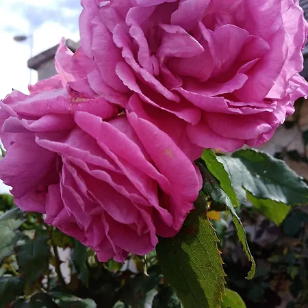 Bed & Breakfast Rose Garden