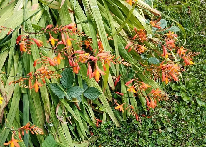 לינה וארוחת בוקר Rose Garden באיו