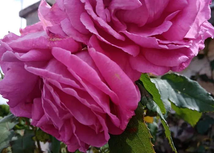 לינה וארוחת בוקר Rose Garden